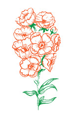 Flower with White Background