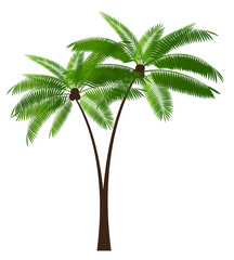 Obraz premium Palm Leaf Vector Illustration