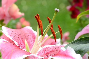 Garten 235 © K.-U. Häßler