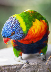 Rainbow lorikeet portrait