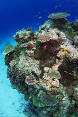 Naklejka na ściany i meble サンゴ礁