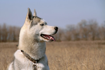 Dog. Portrait of Siberian Husky