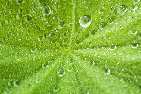 Dew Drops On Leaf Background