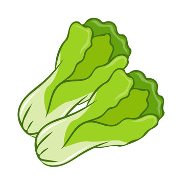 Green Lettuce cartoon isolated illustration