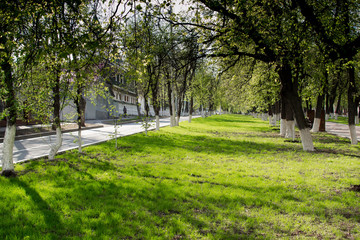 Fresh Green Summer Grass and Lime Trees