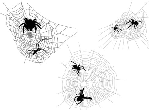 three black webs with six spiders