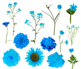 thirteen light blue isolated flowers collection
