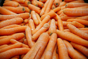 Group of fresh carrots