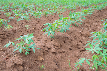 casava farm