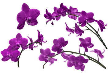 Fototapeta na wymiar dark lilac orchid flowers collection isolated on white