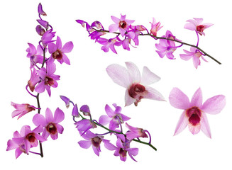 Plakat set of pink orchid flowers with purple centers