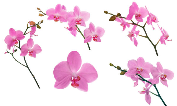 Fototapeta set of pink orchids floral branches