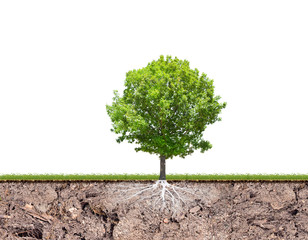 oak tree with root in soil isolated on white