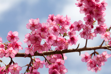 Branch with pink sakura blossoms