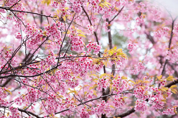 Close up branch with pink sakura blossoms