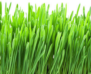 Fototapeta na wymiar Green grass isolated on a white backgroud.
