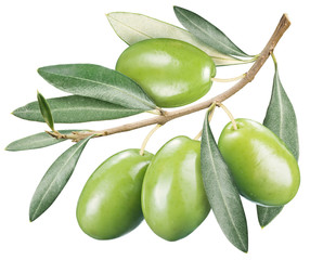 Green olives with leaves on a white background.