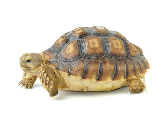 turtle on white background