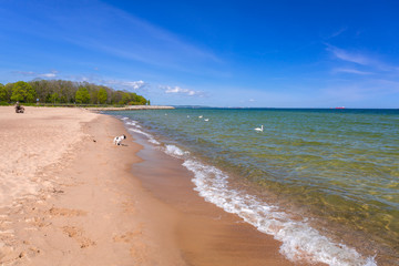 French bulldog on the beach of Baltic sea