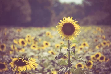Fototapete Sonnenblume Sonnenblume mit Filtereffekt im Retro-Vintage-Stil
