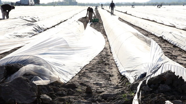 Agricultural workers cutting asparagus