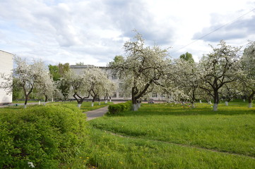 Яблоневый сад