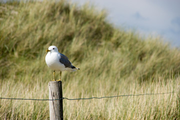 Obraz premium Sturmmöwe
