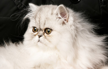 gatto persiano