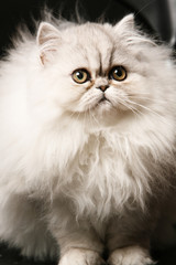 Fototapeta na wymiar gatto persiano