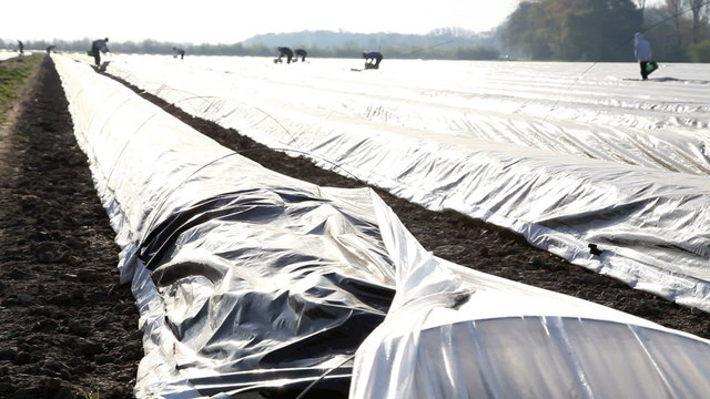 Agricultural workers cutting asparagus