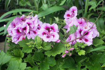 Pink Geranium