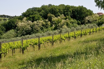 Fototapeta premium Vigneto