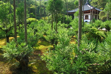 Obraz premium Small buddhist temple in the japanese forest