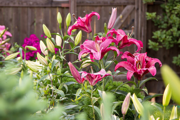 lily flowers in the foliage closeup