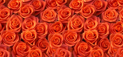 Rode rozen naadloos patroon