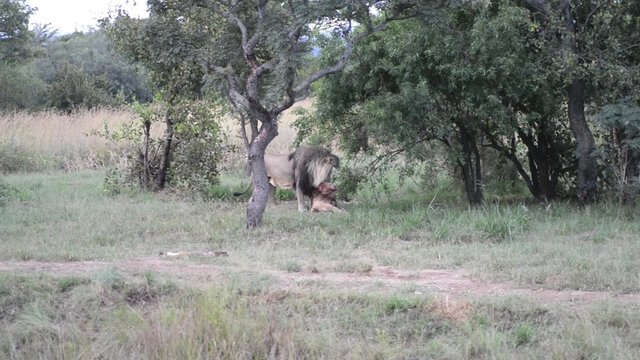 Lion eating its fresh catch, a deer