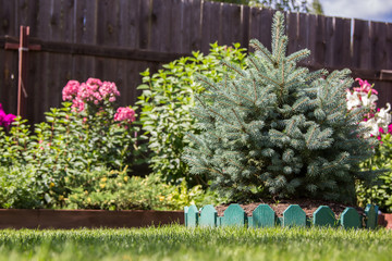 dwarf spruce on a lawn