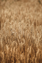 Wheat firld