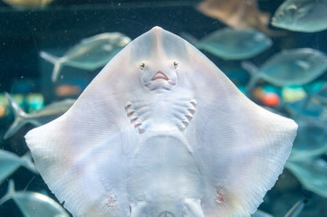 Common stingray, Sea Cat (lat. Dasyatis pastinaca)