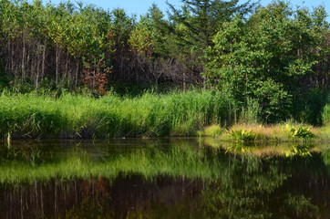 Озеро в лесу. Lake in the forest.