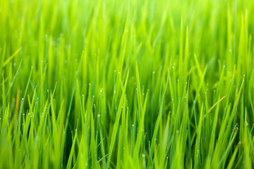 Fototapeta na wymiar green rice field nature background