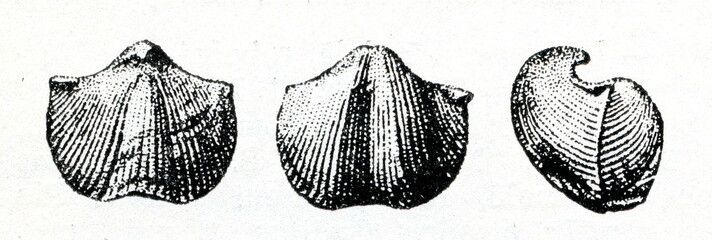 Fossils of Cyrtospirifer postarchiaci brachiopods