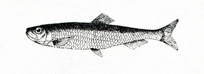 European sprat (Sprattus sprattus) 