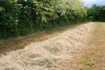fieno steso a seccare nel campo_ campagna