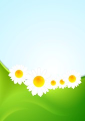 Summer background with green waves and camomiles