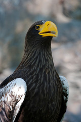 Steller's sea eagle - Haliaeetus pelagicus