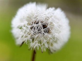 Dandelion seeds in the morning 