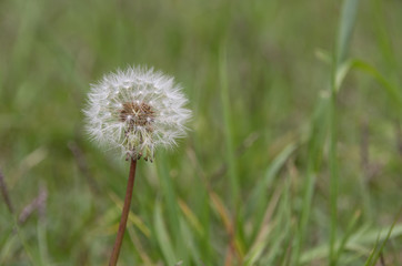 Naklejka premium カゴカキダイ