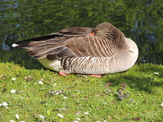 ruhende Graugans