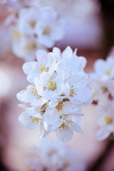 Apfelblüten